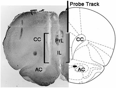 Dopamine, Noradrenaline and Differences in Sexual Behavior between Roman High and Low Avoidance Male Rats: A Microdialysis Study in the Medial Prefrontal Cortex